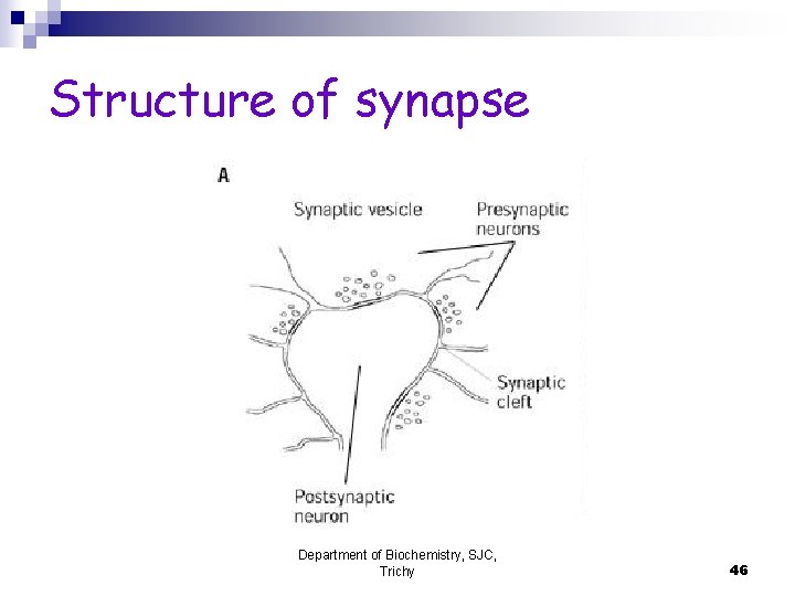 Structure of synapse Department of Biochemistry, SJC, Trichy 46 