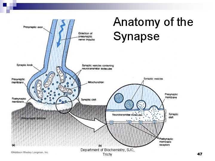 Anatomy of the Synapse Department of Biochemistry, SJC, Trichy 47 