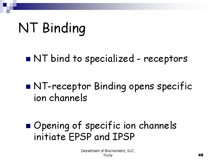 NT Binding n n n NT bind to specialized - receptors NT-receptor Binding opens