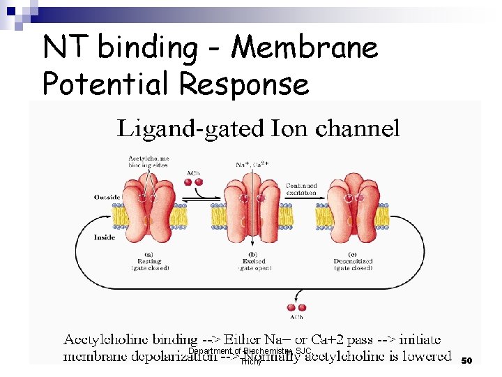 NT binding - Membrane Potential Response Department of Biochemistry, SJC, Trichy 50 