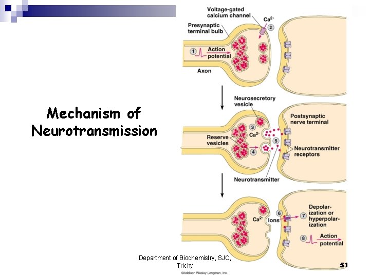 Mechanism of Neurotransmission Department of Biochemistry, SJC, Trichy 51 