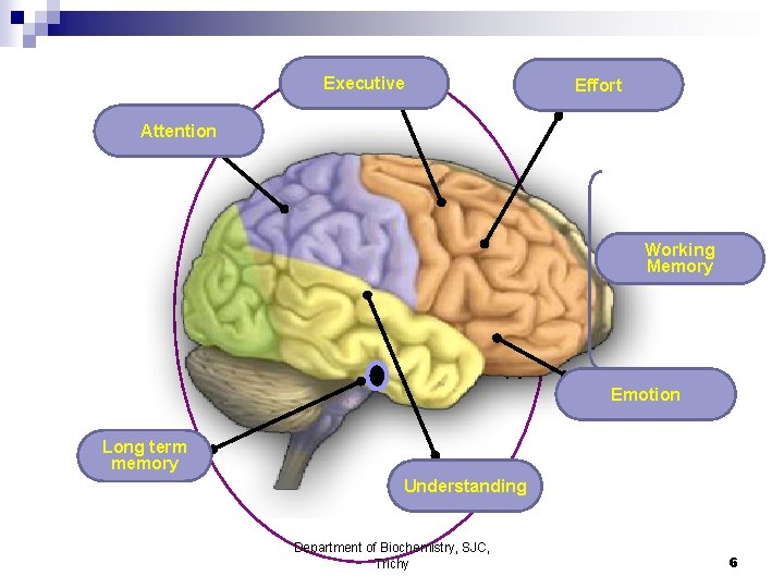 Frontal lobe Executive Anterior Cingulate Effort Parietal lobe Attention Ventrolateral Working frontal Memory cortex