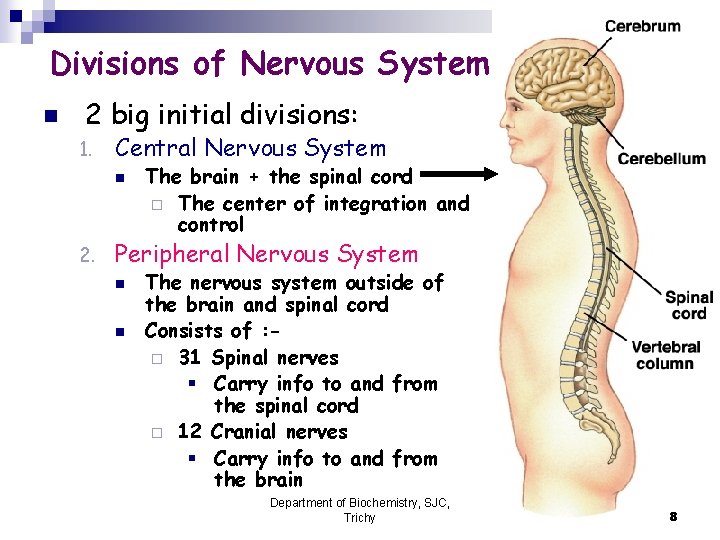 Divisions of Nervous System n 2 big initial divisions: 1. Central Nervous System n