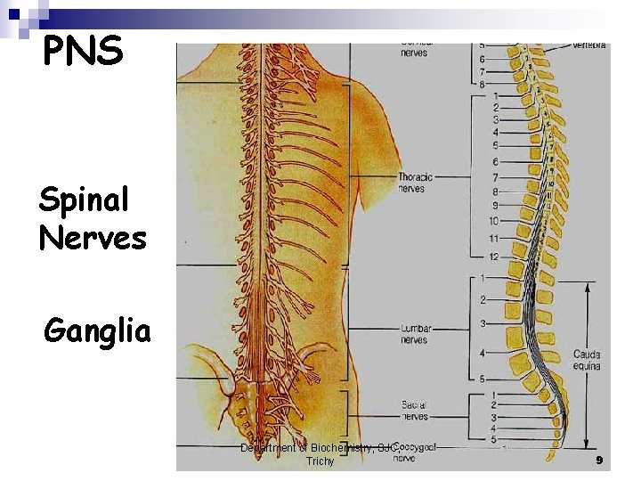 PNS Spinal Nerves Ganglia Department of Biochemistry, SJC, Trichy 9 