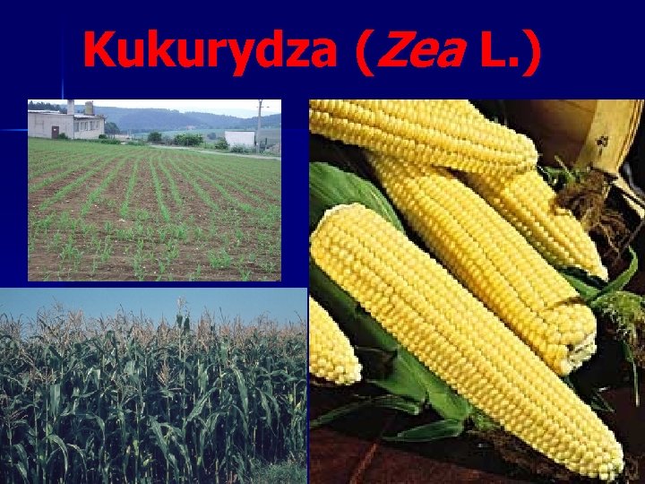 Kukurydza (Zea L. ) Kukurydza (Zea L. )