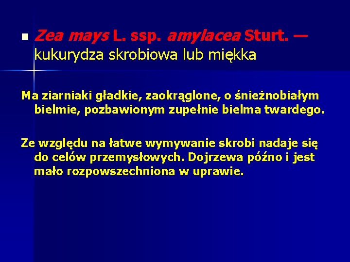 n Zea mays L. ssp. amylacea Sturt. — kukurydza skrobiowa lub miękka Ma ziarniaki n Zea mays L. ssp. amylacea Sturt. — kukurydza skrobiowa lub miękka Ma ziarniaki