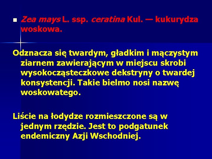 n Zea mays L. ssp. ceratina Kul. — kukurydza woskowa. Odznacza się twardym, gładkim n Zea mays L. ssp. ceratina Kul. — kukurydza woskowa. Odznacza się twardym, gładkim