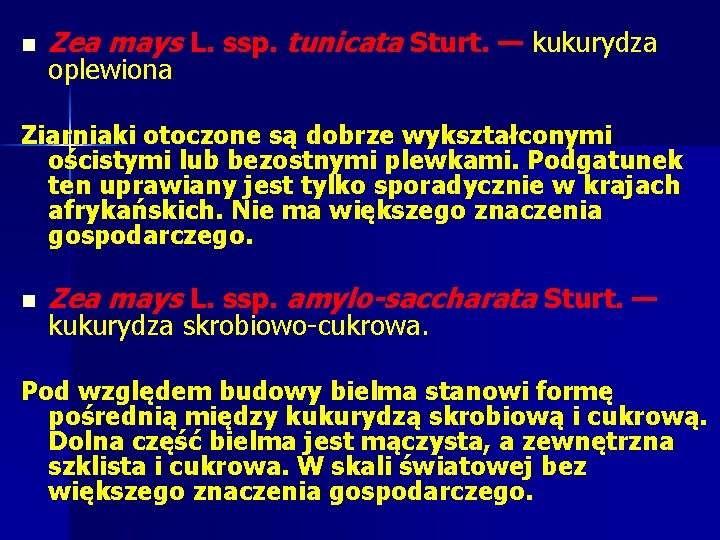 n Zea mays L. ssp. tunicata Sturt. — kukurydza oplewiona Ziarniaki otoczone są dobrze n Zea mays L. ssp. tunicata Sturt. — kukurydza oplewiona Ziarniaki otoczone są dobrze