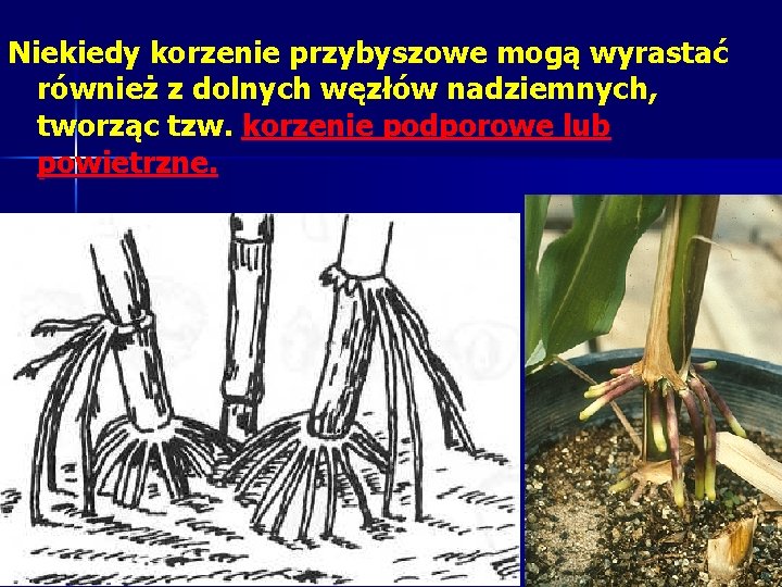 Niekiedy korzenie przybyszowe mogą wyrastać również z dolnych węzłów nadziemnych, tworząc tzw. korzenie podporowe Niekiedy korzenie przybyszowe mogą wyrastać również z dolnych węzłów nadziemnych, tworząc tzw. korzenie podporowe