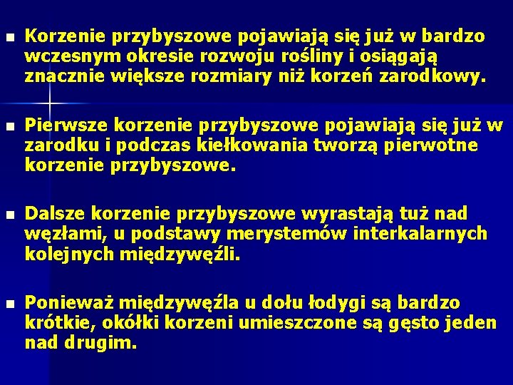 n Korzenie przybyszowe pojawiają się już w bardzo wczesnym okresie rozwoju rośliny i osiągają n Korzenie przybyszowe pojawiają się już w bardzo wczesnym okresie rozwoju rośliny i osiągają