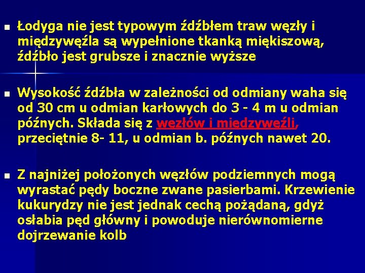 n Łodyga nie jest typowym źdźbłem traw węzły i międzywęźla są wypełnione tkanką miękiszową, n Łodyga nie jest typowym źdźbłem traw węzły i międzywęźla są wypełnione tkanką miękiszową,