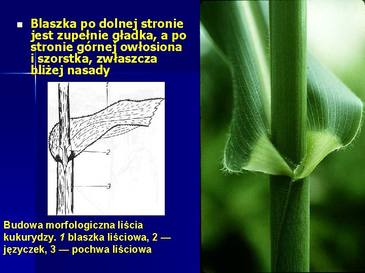 n Blaszka po dolnej stronie jest zupełnie gładka, a po stronie górnej owłosiona i n Blaszka po dolnej stronie jest zupełnie gładka, a po stronie górnej owłosiona i
