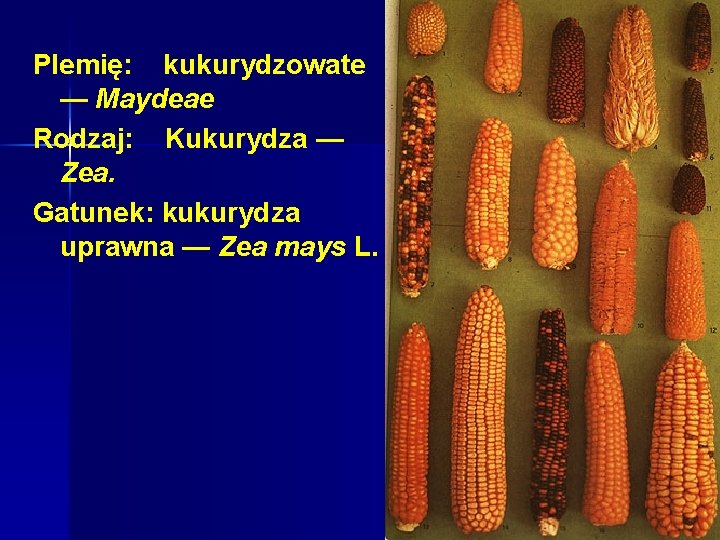 Plemię: kukurydzowate — Maydeae Rodzaj: Kukurydza — Zea. Gatunek: kukurydza uprawna — Zea mays Plemię: kukurydzowate — Maydeae Rodzaj: Kukurydza — Zea. Gatunek: kukurydza uprawna — Zea mays