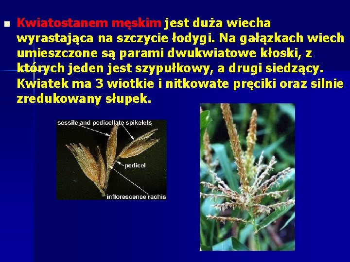 n Kwiatostanem męskim jest duża wiecha wyrastająca na szczycie łodygi. Na gałązkach wiech umieszczone n Kwiatostanem męskim jest duża wiecha wyrastająca na szczycie łodygi. Na gałązkach wiech umieszczone