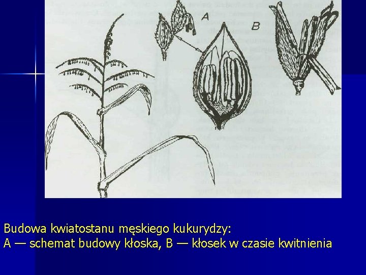 Budowa kwiatostanu męskiego kukurydzy: A — schemat budowy kłoska, B — kłosek w czasie Budowa kwiatostanu męskiego kukurydzy: A — schemat budowy kłoska, B — kłosek w czasie