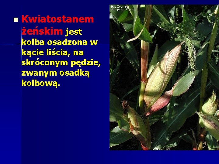 n Kwiatostanem żeńskim jest kolba osadzona w kącie liścia, na skróconym pędzie, zwanym osadką n Kwiatostanem żeńskim jest kolba osadzona w kącie liścia, na skróconym pędzie, zwanym osadką