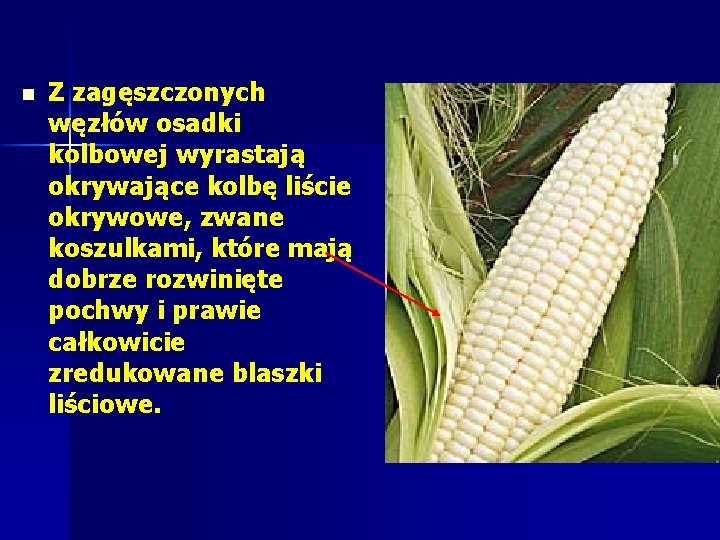 n Z zagęszczonych węzłów osadki kolbowej wyrastają okrywające kolbę liście okrywowe, zwane koszulkami, które n Z zagęszczonych węzłów osadki kolbowej wyrastają okrywające kolbę liście okrywowe, zwane koszulkami, które