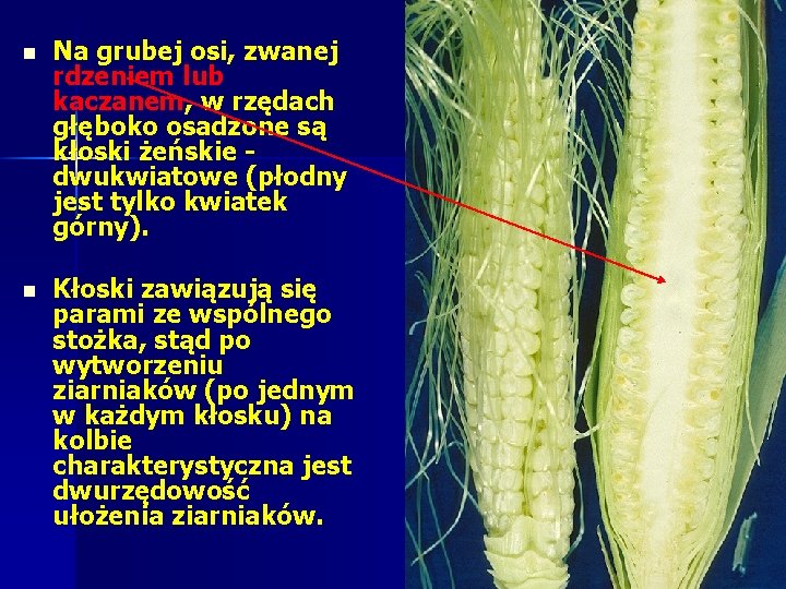 n Na grubej osi, zwanej rdzeniem lub kaczanem, w rzędach głęboko osadzone są kłoski n Na grubej osi, zwanej rdzeniem lub kaczanem, w rzędach głęboko osadzone są kłoski