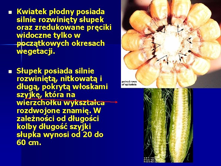 n Kwiatek płodny posiada silnie rozwinięty słupek oraz zredukowane pręciki widoczne tylko w początkowych n Kwiatek płodny posiada silnie rozwinięty słupek oraz zredukowane pręciki widoczne tylko w początkowych