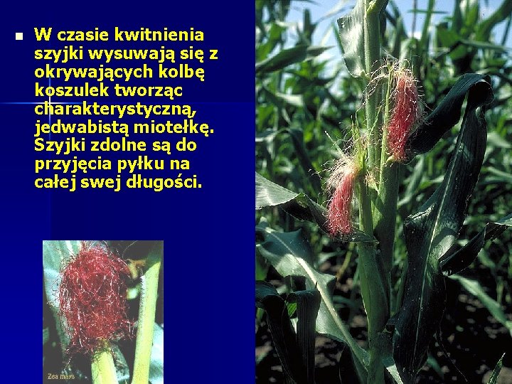 n W czasie kwitnienia szyjki wysuwają się z okrywających kolbę koszulek tworząc charakterystyczną, jedwabistą n W czasie kwitnienia szyjki wysuwają się z okrywających kolbę koszulek tworząc charakterystyczną, jedwabistą