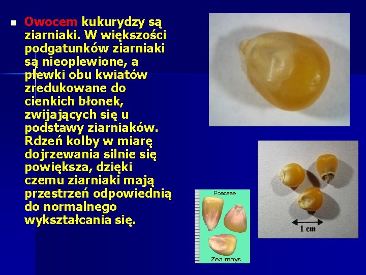 n Owocem kukurydzy są ziarniaki. W większości podgatunków ziarniaki są nieoplewione, a plewki obu n Owocem kukurydzy są ziarniaki. W większości podgatunków ziarniaki są nieoplewione, a plewki obu