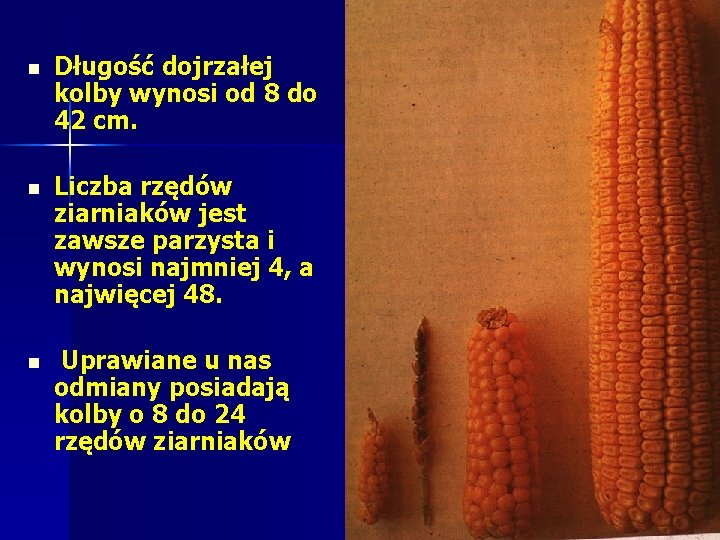 n Długość dojrzałej kolby wynosi od 8 do 42 cm. n Liczba rzędów ziarniaków n Długość dojrzałej kolby wynosi od 8 do 42 cm. n Liczba rzędów ziarniaków
