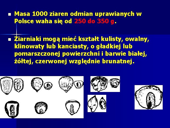 n Masa 1000 ziaren odmian uprawianych w Polsce waha się od 250 do 350 n Masa 1000 ziaren odmian uprawianych w Polsce waha się od 250 do 350