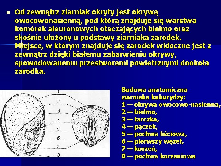 n Od zewnątrz ziarniak okryty jest okrywą owocowonasienną, pod którą znajduje się warstwa komórek n Od zewnątrz ziarniak okryty jest okrywą owocowonasienną, pod którą znajduje się warstwa komórek