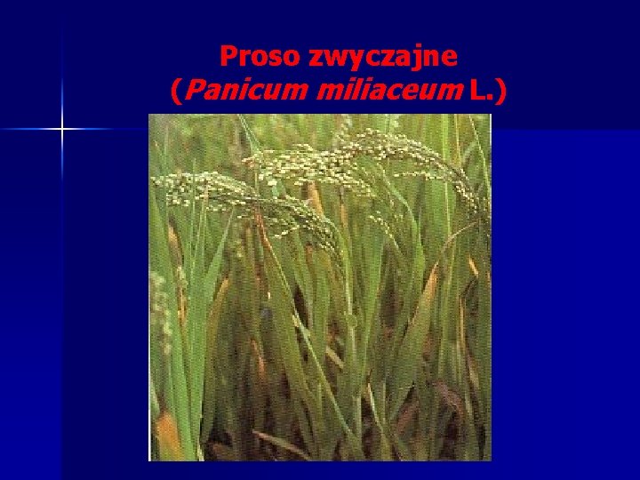 Proso zwyczajne (Panicum miliaceum L. ) Proso zwyczajne (Panicum miliaceum L. )