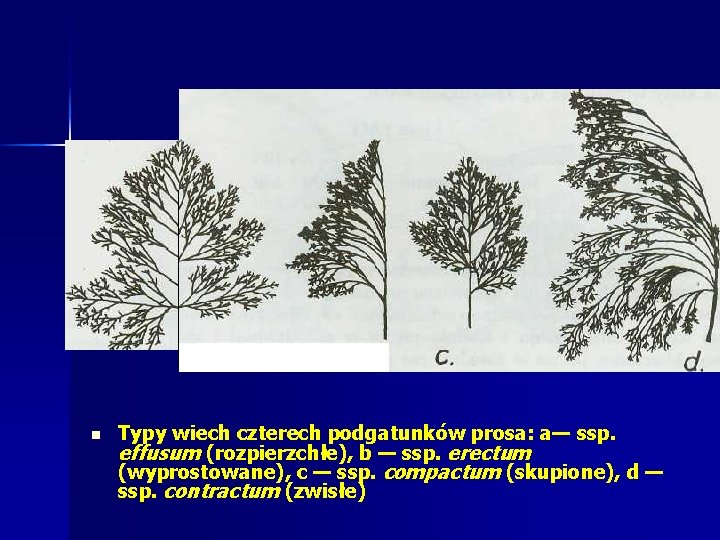 n Typy wiech czterech podgatunków prosa: a— ssp. effusum (rozpierzchłe), b — ssp. erectum n Typy wiech czterech podgatunków prosa: a— ssp. effusum (rozpierzchłe), b — ssp. erectum