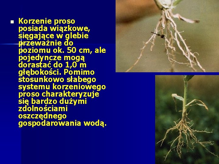 n Korzenie proso posiada wiązkowe, sięgające w glebie przeważnie do poziomu ok. 50 cm, n Korzenie proso posiada wiązkowe, sięgające w glebie przeważnie do poziomu ok. 50 cm,