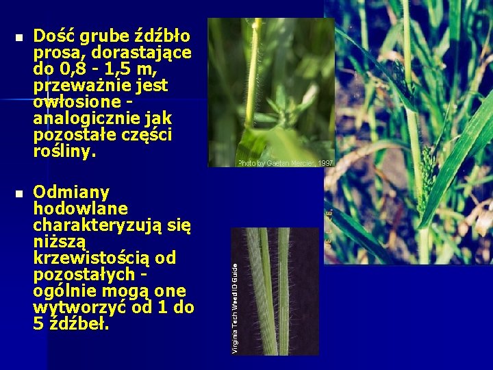 n Dość grube źdźbło prosa, dorastające do 0, 8 1, 5 m, przeważnie jest n Dość grube źdźbło prosa, dorastające do 0, 8 1, 5 m, przeważnie jest