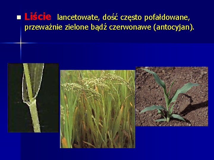 n Liście lancetowate, dość często pofałdowane, przeważnie zielone bądź czerwonawe (antocyjan). n Liście lancetowate, dość często pofałdowane, przeważnie zielone bądź czerwonawe (antocyjan).