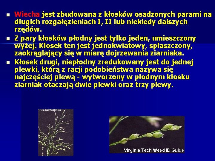 n n n Wiecha jest zbudowana z kłosków osadzonych parami na długich rozgałęzieniach I, n n n Wiecha jest zbudowana z kłosków osadzonych parami na długich rozgałęzieniach I,
