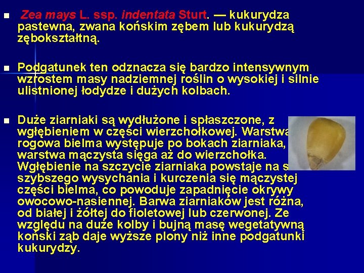 n Zea mays L. ssp. indentata Sturt. — kukurydza pastewna, zwana końskim zębem lub n Zea mays L. ssp. indentata Sturt. — kukurydza pastewna, zwana końskim zębem lub