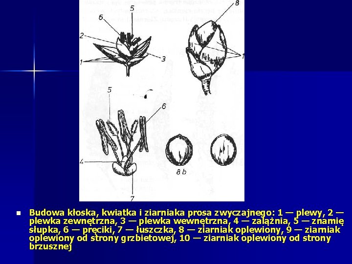 n Budowa kłoska, kwiatka i ziarniaka prosa zwyczajnego: 1 — plewy, 2 — plewka n Budowa kłoska, kwiatka i ziarniaka prosa zwyczajnego: 1 — plewy, 2 — plewka