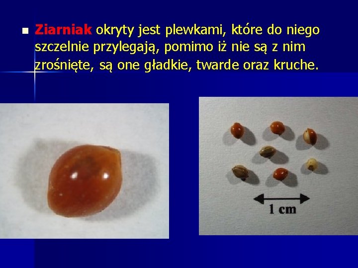 n Ziarniak okryty jest plewkami, które do niego szczelnie przylegają, pomimo iż nie są n Ziarniak okryty jest plewkami, które do niego szczelnie przylegają, pomimo iż nie są