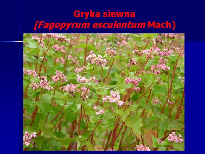 Gryka siewna [Fagopyrum esculentum Mach) Gryka siewna [Fagopyrum esculentum Mach)