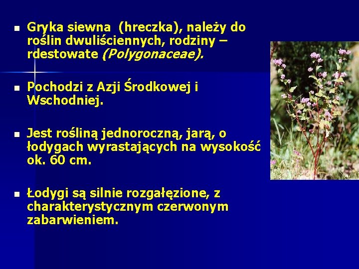 n Gryka siewna (hreczka), należy do roślin dwuliściennych, rodziny – rdestowate (Polygonaceae). n Pochodzi n Gryka siewna (hreczka), należy do roślin dwuliściennych, rodziny – rdestowate (Polygonaceae). n Pochodzi