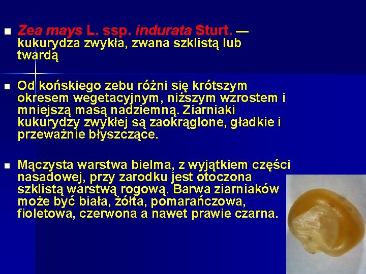 n Zea mays L. ssp. indurata Sturt. — n Od końskiego zebu różni się n Zea mays L. ssp. indurata Sturt. — n Od końskiego zebu różni się