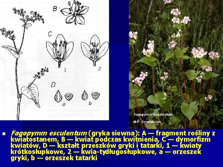 n Fagopymm esculentum (gryka siewna): A — fragment rośliny z kwiatostanem, B — kwiat n Fagopymm esculentum (gryka siewna): A — fragment rośliny z kwiatostanem, B — kwiat