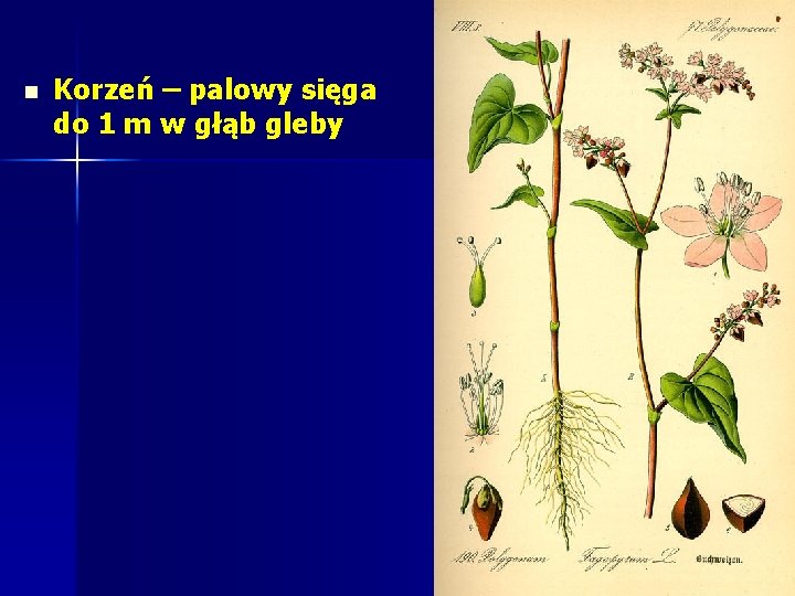 n Korzeń – palowy sięga do 1 m w głąb gleby n Korzeń – palowy sięga do 1 m w głąb gleby