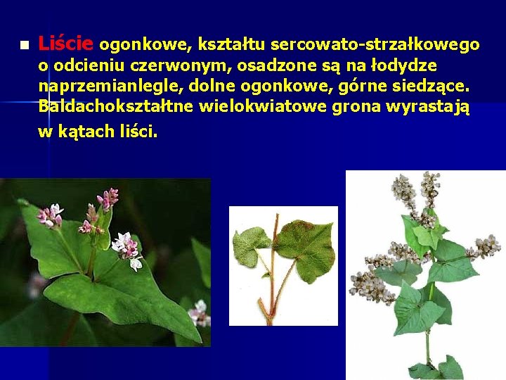 n Liście ogonkowe, kształtu sercowato strzałkowego o odcieniu czerwonym, osadzone są na łodydze naprzemianlegle, n Liście ogonkowe, kształtu sercowato strzałkowego o odcieniu czerwonym, osadzone są na łodydze naprzemianlegle,