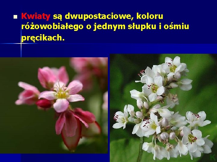 n Kwiaty są dwupostaciowe, koloru różowobiałego o jednym słupku i ośmiu pręcikach. n Kwiaty są dwupostaciowe, koloru różowobiałego o jednym słupku i ośmiu pręcikach.