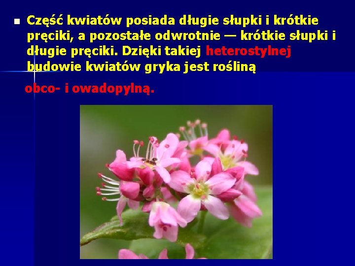 n Część kwiatów posiada długie słupki i krótkie pręciki, a pozostałe odwrotnie — krótkie n Część kwiatów posiada długie słupki i krótkie pręciki, a pozostałe odwrotnie — krótkie