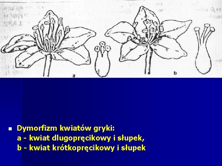 n Dymorfizm kwiatów gryki: a kwiat dlugopręcikowy i słupek, b kwiat krótkopręcikowy i słupek n Dymorfizm kwiatów gryki: a kwiat dlugopręcikowy i słupek, b kwiat krótkopręcikowy i słupek