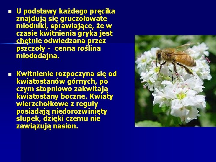 n U podstawy każdego pręcika znajdują się gruczołowate miodniki, sprawiające, że w czasie kwitnienia n U podstawy każdego pręcika znajdują się gruczołowate miodniki, sprawiające, że w czasie kwitnienia