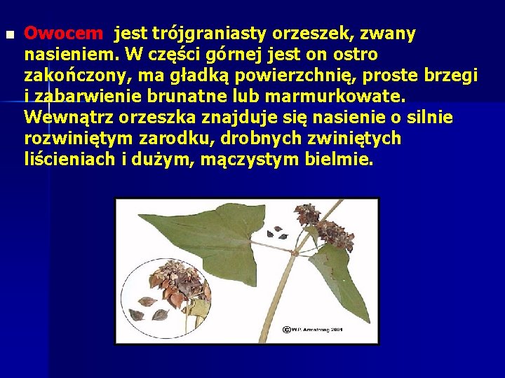 n Owocem jest trójgraniasty orzeszek, zwany nasieniem. W części górnej jest on ostro zakończony, n Owocem jest trójgraniasty orzeszek, zwany nasieniem. W części górnej jest on ostro zakończony,