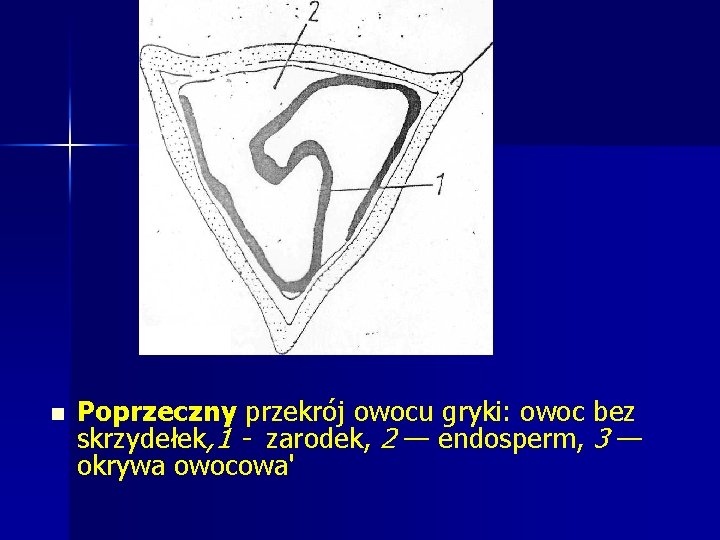 n Poprzeczny przekrój owocu gryki: owoc bez skrzydełek, 1 - zarodek, 2 — endosperm, n Poprzeczny przekrój owocu gryki: owoc bez skrzydełek, 1 - zarodek, 2 — endosperm,