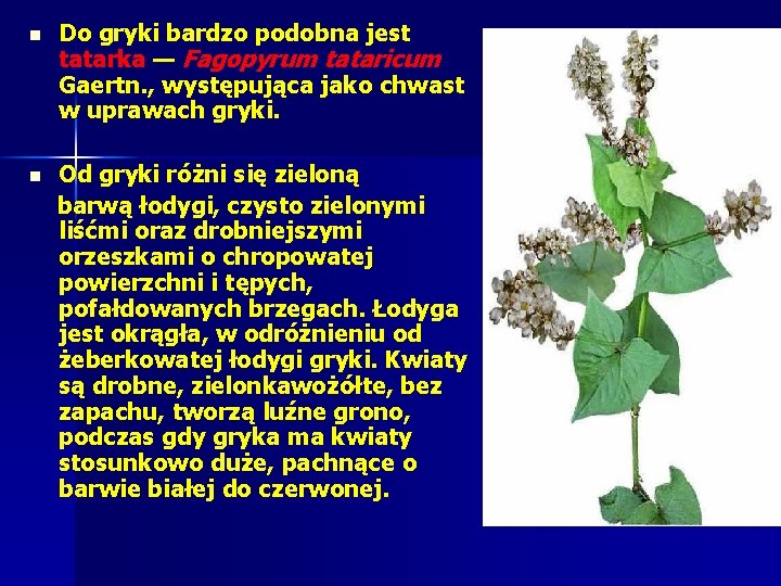 n Do gryki bardzo podobna jest tatarka — Fagopyrum tataricum Gaertn. , występująca jako n Do gryki bardzo podobna jest tatarka — Fagopyrum tataricum Gaertn. , występująca jako